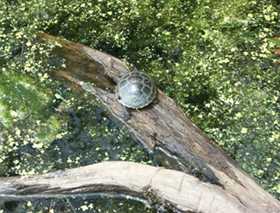Painted Turtle, photograph by Abby Kelley, age 8